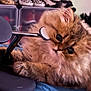 Maloos is registered to the contest to win money with this photo: cat, fluffy, paw, curious, indoor, furniture, object, technology, blue_surface, storage_boxes, shoes, brown_fur, whiskers, closeup, pet, animal, domestic, feline, soft, relaxed
