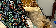 Maloos is registered to the contest to win money with this photo: person, sleeping, blanket, floral_pattern, cat, fluffy_cat, bed, pillow, quilt, indoor, resting, furniture, carpet, quiet, cozy, relaxation, animal, pet, home, sleep
