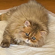 Maloos is registered to the contest to win money with this photo: animal, blanket, cat, cute, domestic_animal, ears, eyes, feline, fluffy, fur, indoor, laying_down, mammal, pet, portrait, relaxed, resting, sleepy, soft, whiskers