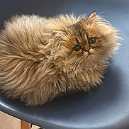 Maloos is registered to the contest to win money with this photo: cat, kitten, fluffy, furry, pet, animal, chair, blue, curious, cute, round, indoor, fur, whiskers, face, eyes, small, sitting, domestic, cozy