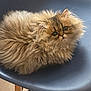 Maloos is registered to the contest to win money with this photo: animal, blue, cat, chair, cozy, curious, cute, domestic, eyes, face, fluffy, fur, furry, indoor, kitten, pet, round, sitting, small, whiskers