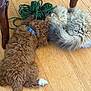 Maloos is registered to the contest to win money with this photo: dog, cat, wooden_floor, rope, blue_collar, fluffy_dog, fluffy_cat, pet, animal, indoor, wooden_table, flooring, brown_dog, gray_cat, resting, close_together, curly_fur, furry, domestic_animals, quiet_moment