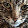 animal, cat, close_up, curious, cute, detail, domestic_cat, eyes, face, feline, fur, green_eyes, macro, mammal, nose, pet, portrait, tabby, texture, whiskers