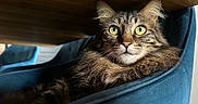 Luxio participe au concours pour gagner de l'argent avec cette photo : animal, blue_chair, cat, chair, closeup, cozy, curious, domestic, feline, fluffy, fur, green_eyes, indoor, pet, portrait, relaxed, resting, tabby, whiskers, wooden_table