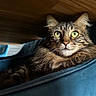 animal, blue_chair, cat, chair, closeup, cozy, curious, domestic, feline, fluffy, fur, green_eyes, indoor, pet, portrait, relaxed, resting, tabby, whiskers, wooden_table