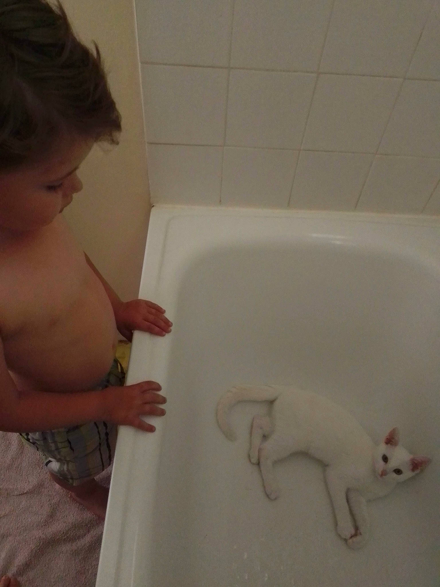 Stitch participe au concours pour gagner de l'argent avec cette photo : baby, bathing, bathroom, bathroom_accessory, bathtub, bathtub_spout, chest, child, elbow, felidae, flooring, plumbing, plumbing_fixture, room, small_to_medium_sized_cats, sunglasses, tail, tile, toddler, white