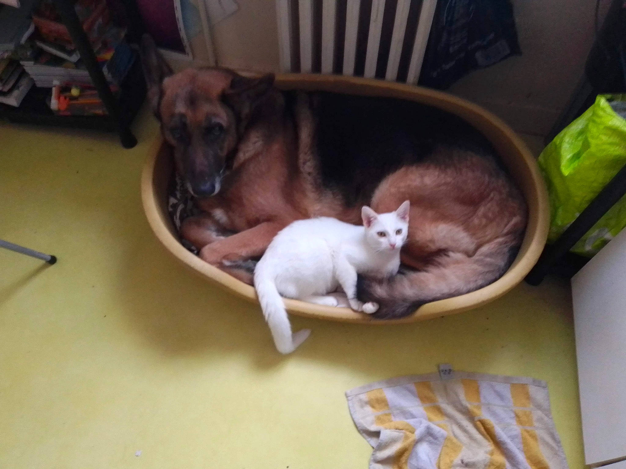 Stitch participe au concours pour gagner de l'argent avec cette photo : canidae, carnivore, cat, cat_supply, comfort, companion_dog, couch, dog, dog_bed, dog_breed, domestic_short_haired_cat, fawn, felidae, flooring, hardwood, paw, pet_supply, small_to_medium_sized_cats, tail, whiskers