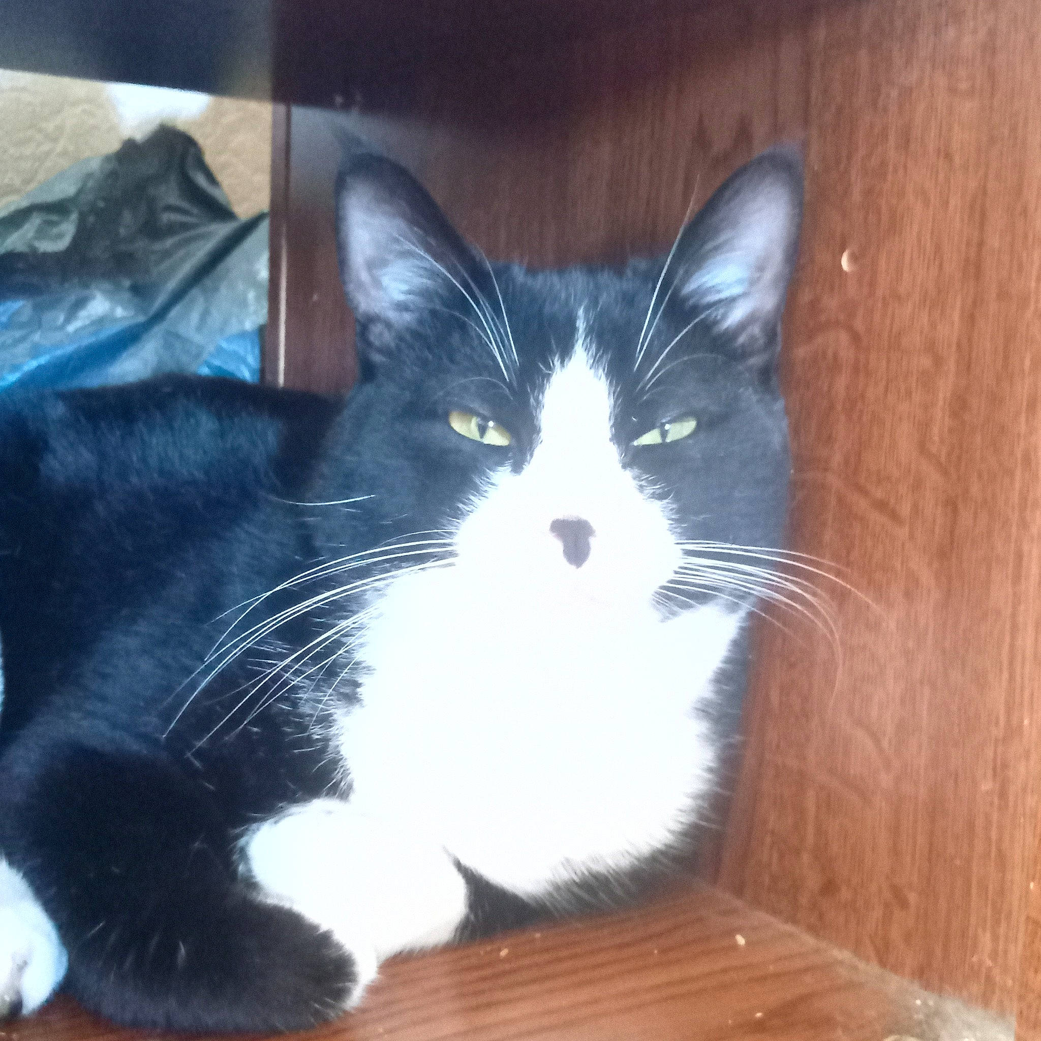 Mikey participe au concours pour gagner de l'argent avec cette photo : carnivore, cat, claw, comfort, domestic_short_haired_cat, electric_blue, felidae, flooring, fur, hardwood, paw, small_to_medium_sized_cats, snout, tail, varnish, whiskers, window, wood, wood_stain