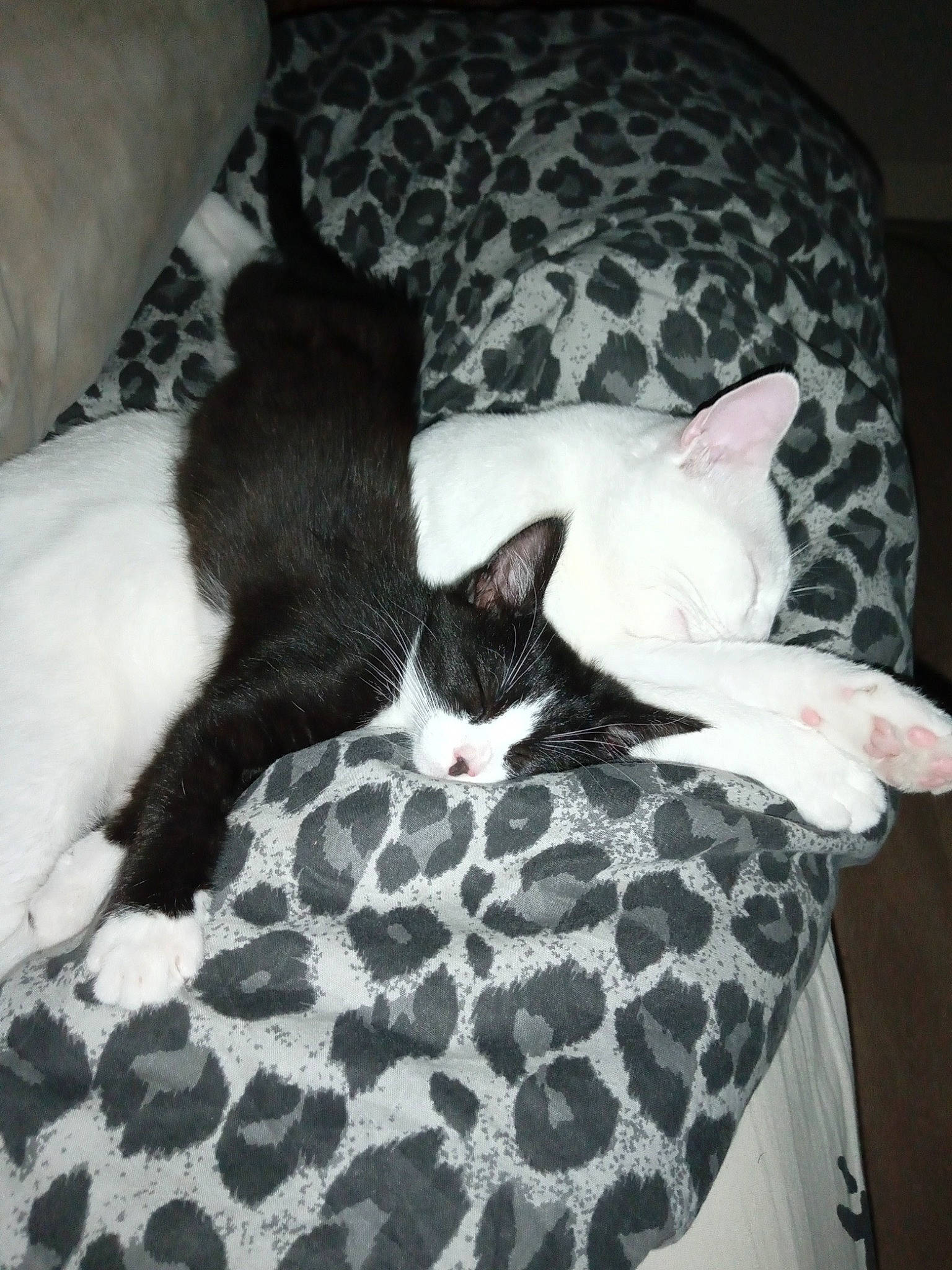 Mikey a rejoint le concours — aidez-le/la à gagner de superbes lots ! bed, bedding, carnivore, cat, cat_supply, comfort, couch, domestic_short_haired_cat, felidae, flooring, fur, grey, hardwood, linens, pattern, paw, small_to_medium_sized_cats, snout, tail, whiskers