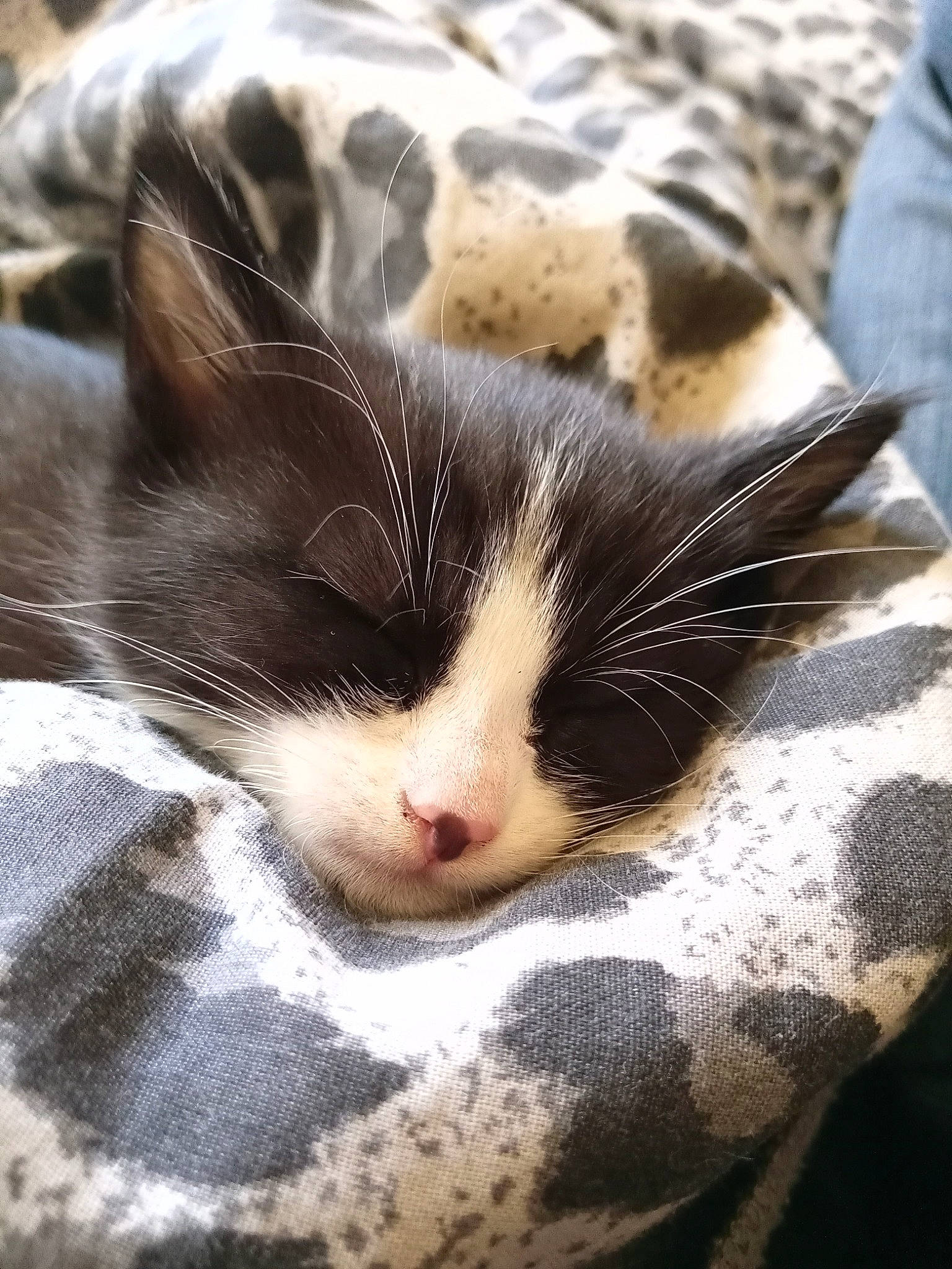 Mikey a rejoint le concours — aidez-le/la à gagner de superbes lots ! carnivore, cat, claw, cloud, comfort, domestic_short_haired_cat, eye, felidae, fur, head, linens, nap, paw, plant, sky, small_to_medium_sized_cats, snout, tail, tree, whiskers