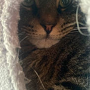 Roo joined the competition — help win amazing prizes! cat, tabby, animal, pet, fur, whiskers, eyes, cozy, blanket, soft, texture, indoor, closeup, cute, curious, face, mammal, feline, resting, warm