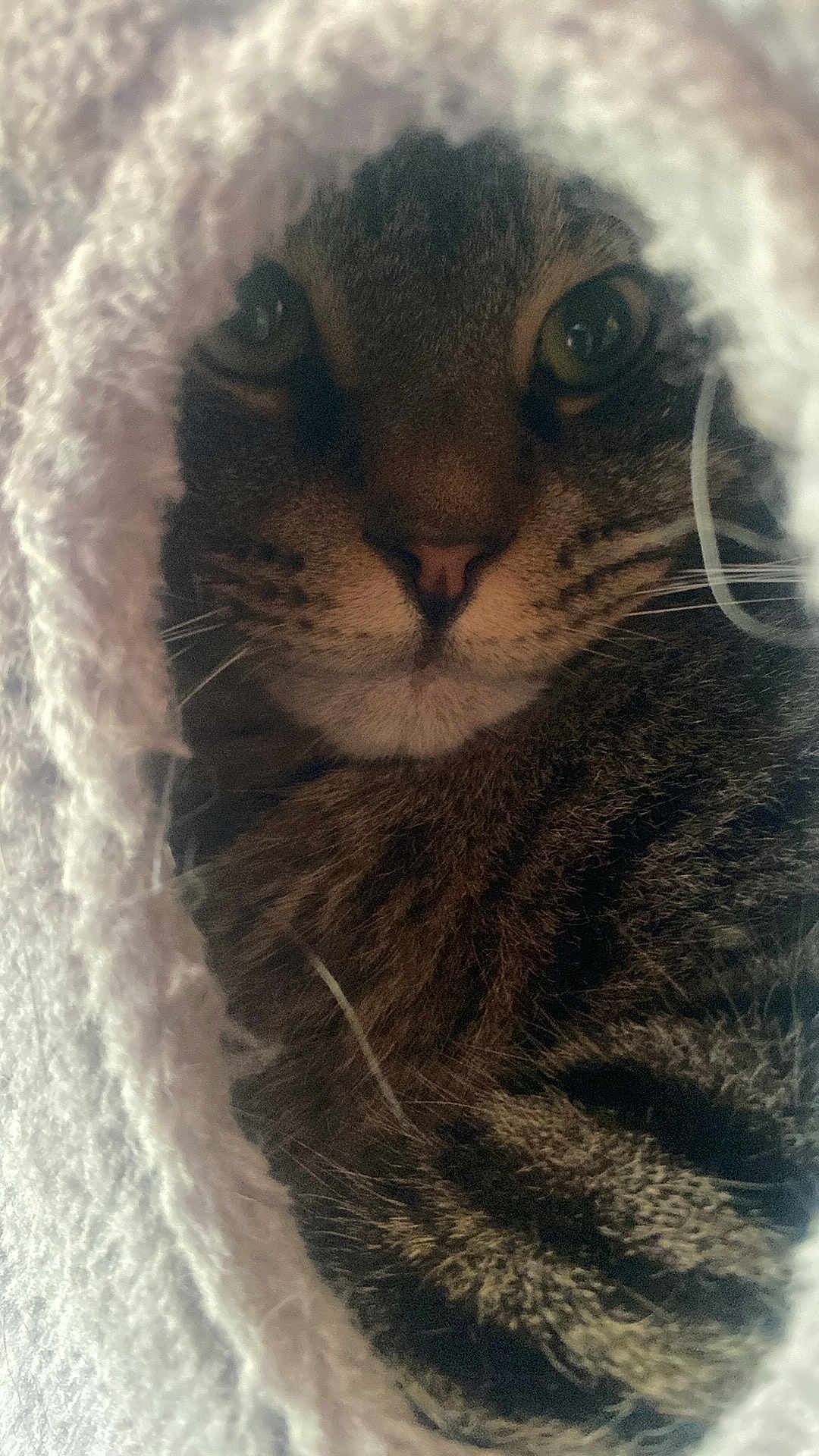 Roo joined the competition — help win amazing prizes! cat, tabby, animal, pet, fur, whiskers, eyes, cozy, blanket, soft, texture, indoor, closeup, cute, curious, face, mammal, feline, resting, warm