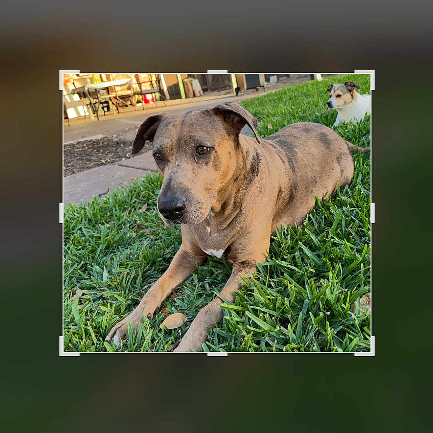 Sadies is registered to the contest to win money with this photo: animal, backyard, brown_dog, calm, canine, daytime, dog, ears, fur, grass, laying_down, nature, outdoor, pet, quiet, relaxing, snout, sunlight, two_dogs, white_dog