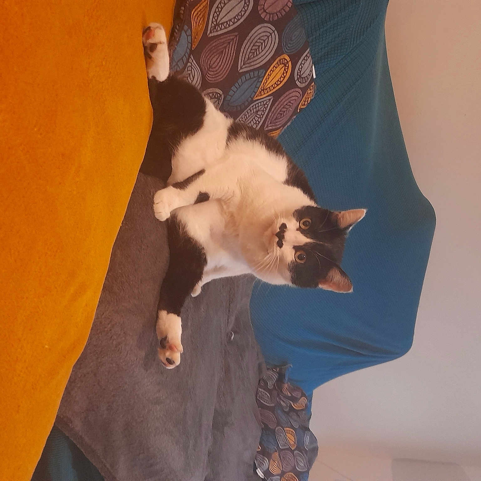 Maestro