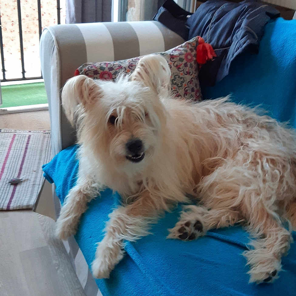 Willow a rejoint le concours — aidez-le/la à gagner de superbes lots ! blue_blanket, canine, couch, dog, ears, fluffy, fur, furniture, home, indoor, living_room, mouth, nose, paw, pet, pillow, relaxed, sofa, striped_rug, wooden_floor