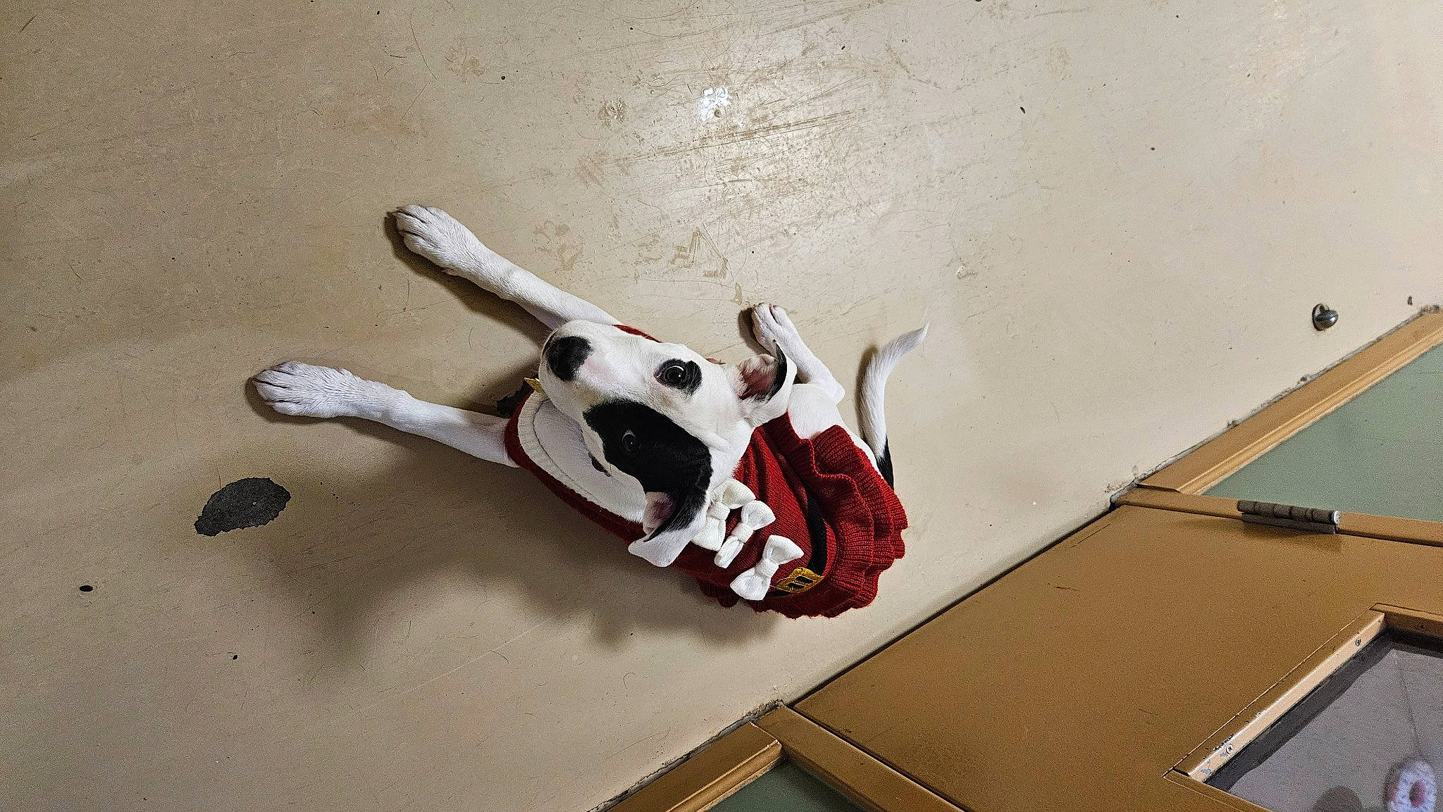 Lola joined the competition — help win amazing prizes! art, automotive_design, bone, carmine, flooring, font, hand_tool, machine, office_supplies, paint, paper, plastic, pliers, still_life_photography, tool, visual_arts, wood, wrench