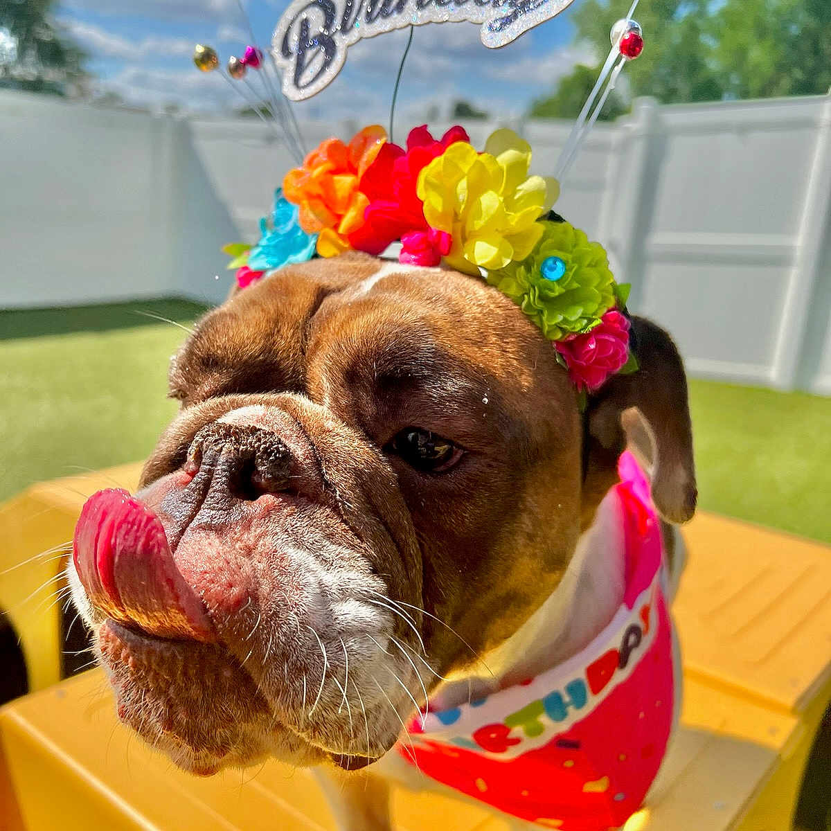 Diva is registered to the contest to win money with this photo: animal, boxer, bulldog, canine, cream, dog, face, flower, flowerarrangement, frenchbulldog, grass, head, person, pet, petal, photography, pitbull, plant, portrait, pottedplant