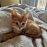 Marty is registered to the contest to win money with this photo: animal, bedroom, bell, blanket, cat, collar, cozy, cute, domestic_cat, fluffy, fur, ginger_cat, indoor, kitten, pet, relaxed, resting, soft_light, window, young