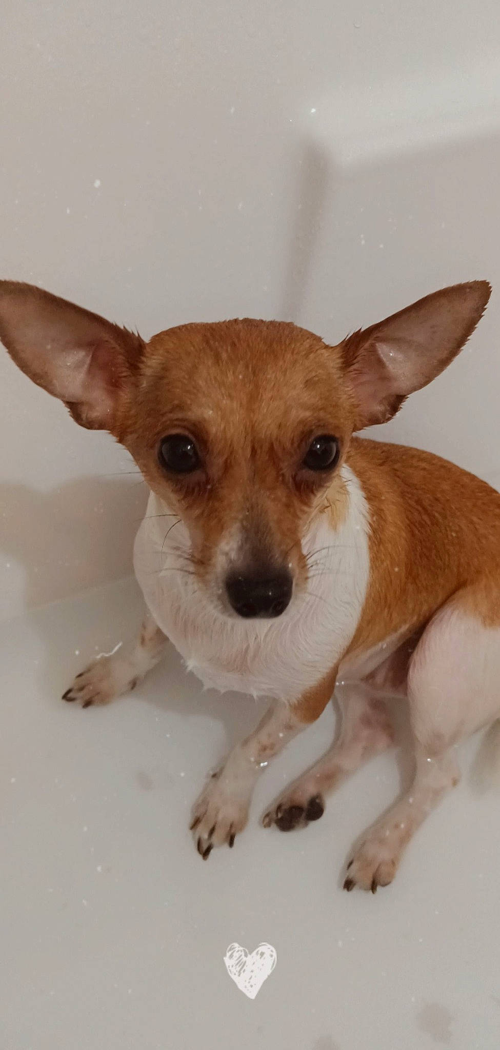 Ruby participe au concours pour gagner de l'argent avec cette photo : carnivore, companion_dog, dog, dog_breed, ear, fawn, fur, snout, tail, terrestrial_animal, toy_dog, whiskers, working_animal