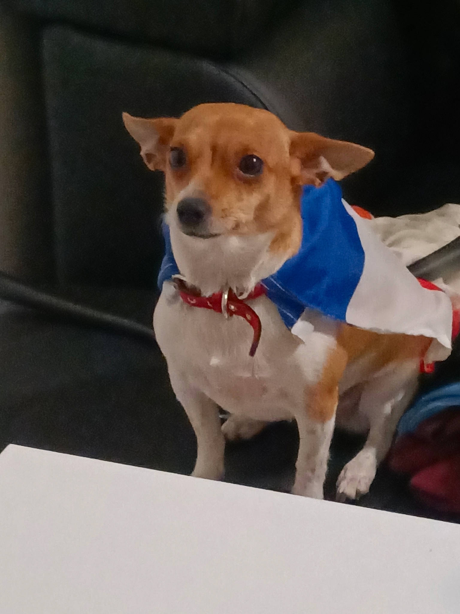 Ruby participe au concours pour gagner de l'argent avec cette photo : canidae, carnivore, collar, companion_dog, dishware, dog, dog_breed, dog_clothes, dog_collar, dog_supply, fawn, irishjacks, pet_supply, puppy, serveware, snout, sporting_group, terrier, whiskers, working_animal