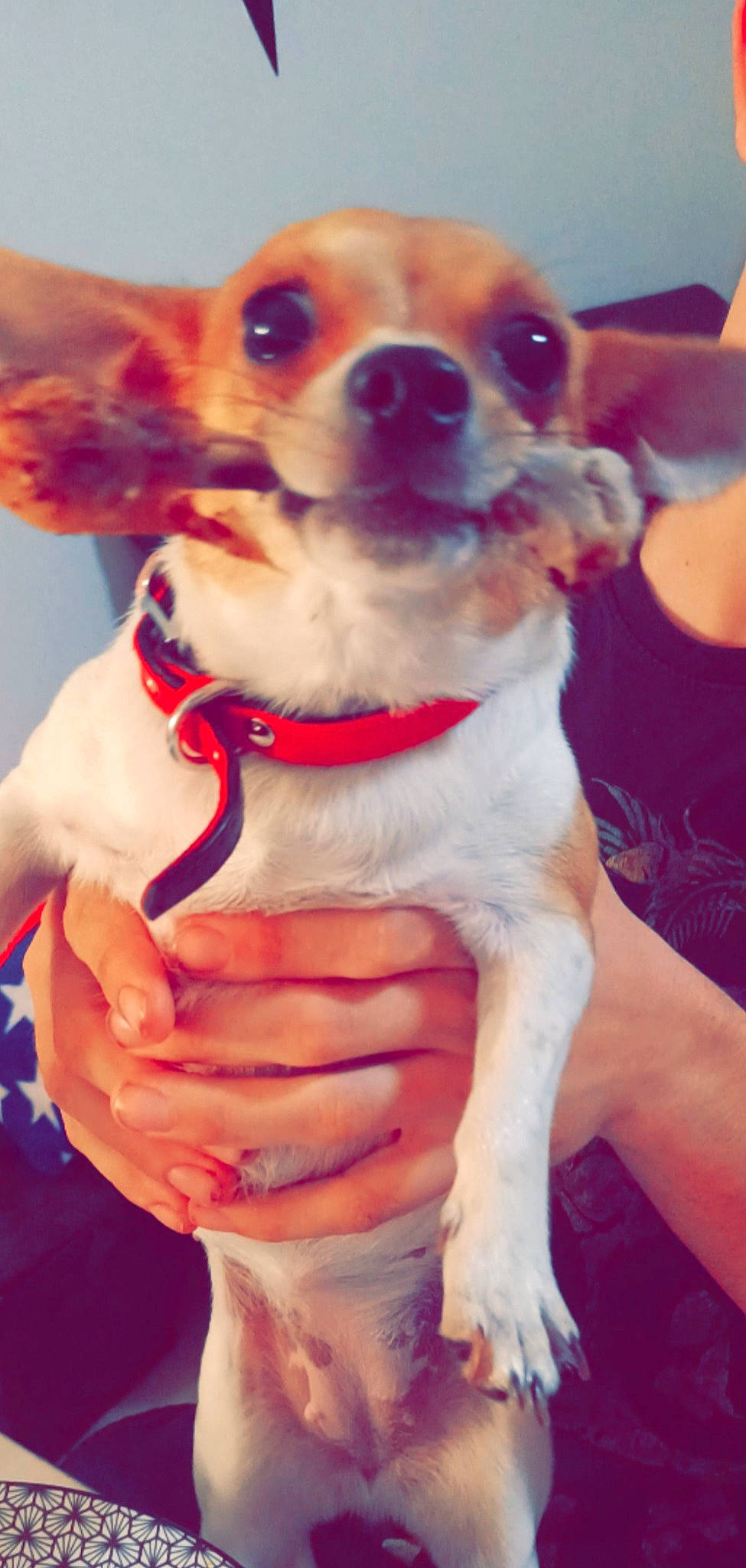 Ruby participe au concours pour gagner de l'argent avec cette photo : canidae, carnivore, collar, companion_dog, dog, dog_breed, dog_collar, dog_supply, ear, eyewear, fawn, fur, happy, pet_supply, snout, sporting_group, toy_dog, whiskers, white, working_animal