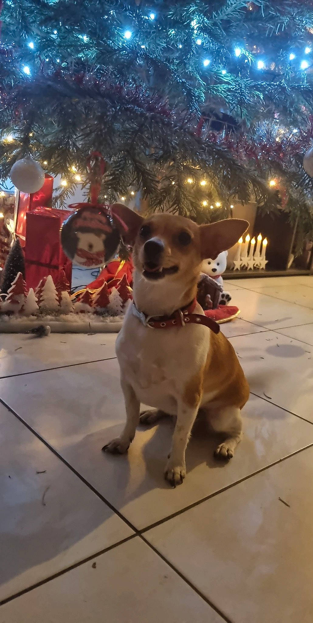 Ruby a rejoint le concours — aidez-le/la à gagner de superbes lots ! canidae, carnivore, christmas, christmas_decoration, christmas_ornament, companion_dog, dog, dog_breed, event, eyewear, fawn, freezing, fun, fur, holiday, snout, street, tree, window, winter