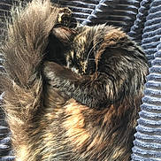 Nipsey Lynn is registered to the contest to win money with this photo: cat, tortoiseshell, sleeping, curled_up, blanket, fabric_texture, cozy, pet, fur, tail, whiskers, indoor, nap, domestic_animal, close_up, soft, bedding, relaxed, resting, ribbed_blanket