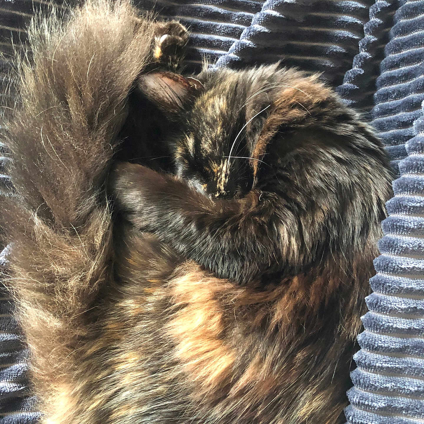 Nipsey Lynn is registered to the contest to win money with this photo: bedding, blanket, cat, close_up, cozy, curled_up, domestic_animal, fabric_texture, fur, indoor, nap, pet, relaxed, resting, ribbed_blanket, sleeping, soft, tail, tortoiseshell, whiskers