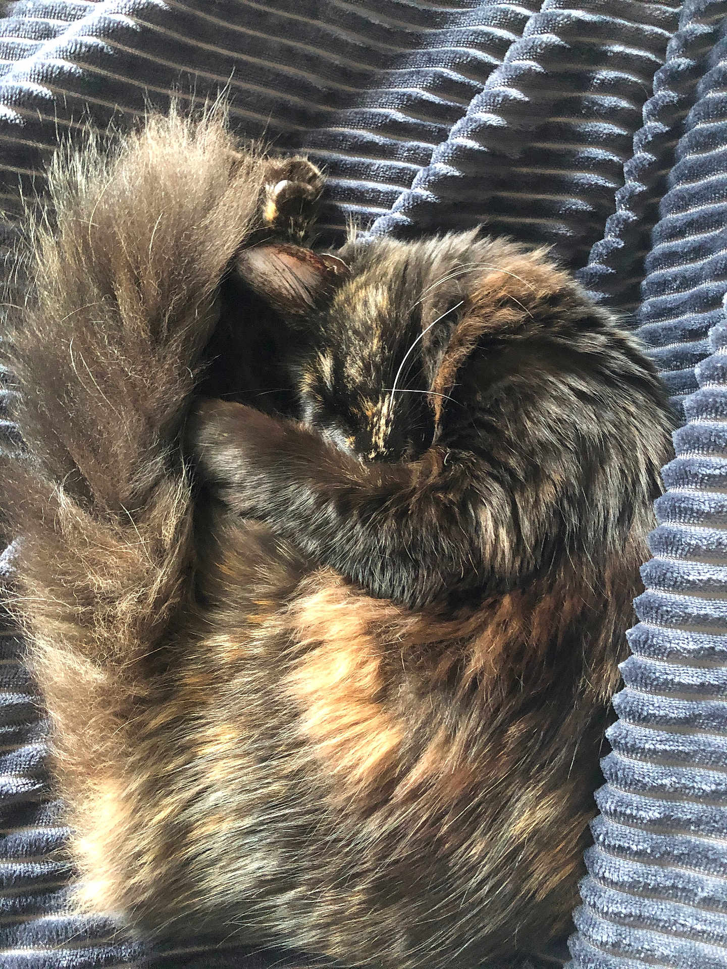 Nipsey Lynn is registered to the contest to win money with this photo: cat, tortoiseshell, sleeping, curled_up, blanket, fabric_texture, cozy, pet, fur, tail, whiskers, indoor, nap, domestic_animal, close_up, soft, bedding, relaxed, resting, ribbed_blanket