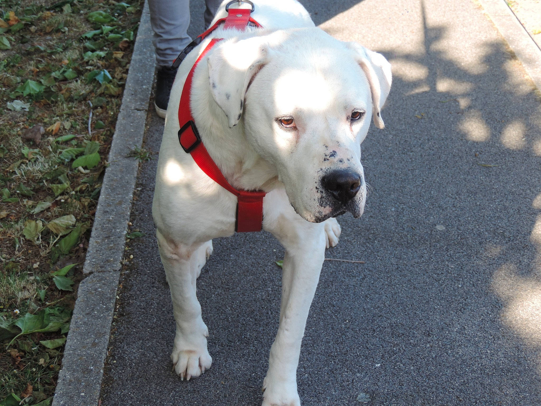 Pako a rejoint le concours — aidez-le/la à gagner de superbes lots ! american_bulldog, bandog, bully_kutta, canidae, carnivore, catahoula_bulldog, companion_dog, dog, dog_breed, dogo_argentino, dogo_guatemalteco, fawn, mammal, non_sporting_group, pit_bull, rare_breed_dog, snout, sporting_group, tail, vertebrate