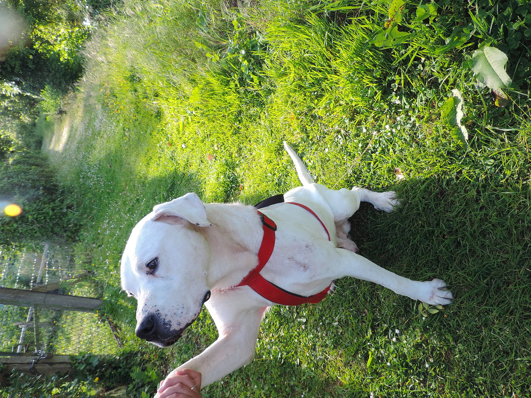 Pako participe au concours pour gagner de l'argent avec cette photo : adventure, canidae, carnivore, companion_dog, dog, dog_breed, dog_collar, dogo_argentino, dogo_guatemalteco, fawn, grass, leash, mammal, non_sporting_group, snout, sporting_group, tail, vertebrate