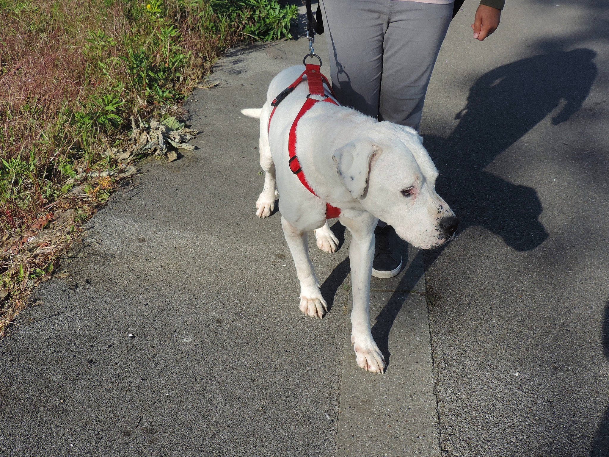 Pako participe au concours pour gagner de l'argent avec cette photo : adventure, canidae, carnivore, dog, dog_breed, dog_walking, dogo_argentino, guard_dog, leash, mammal, non_sporting_group, sporting_group, tail, vertebrate, walking