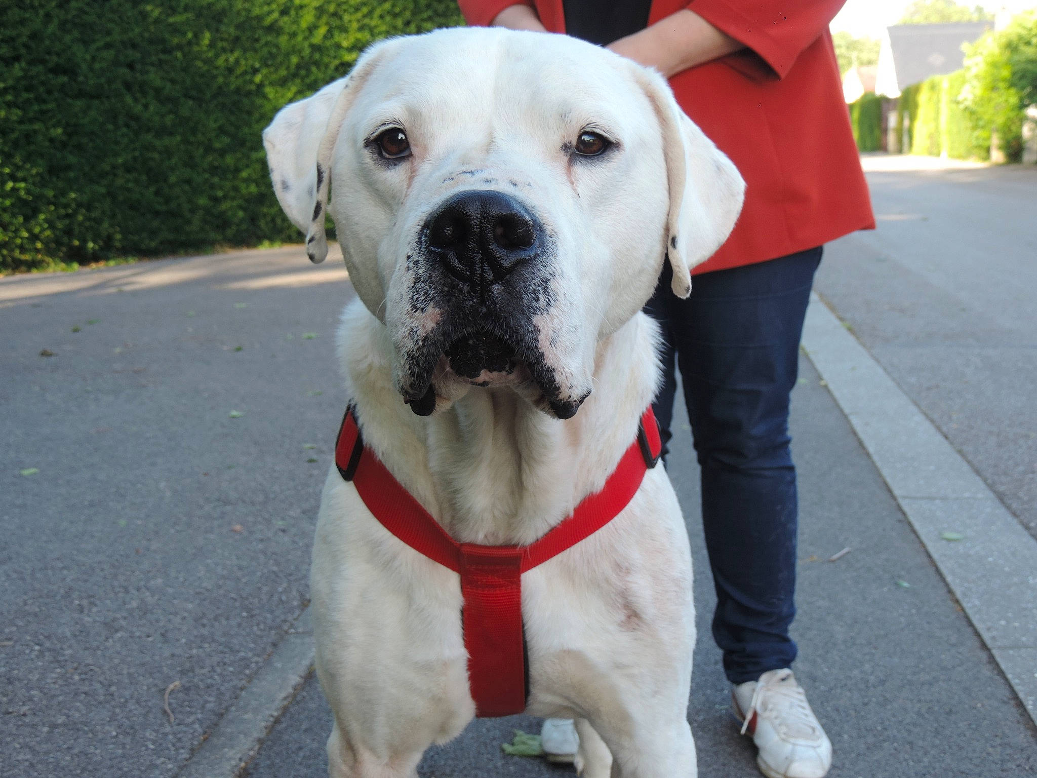 Pako a rejoint le concours — aidez-le/la à gagner de superbes lots ! american_bulldog, ancient_dog_breeds, bandog, bully_kutta, canidae, carnivore, companion_dog, cordoba_fighting_dog, dog, dog_breed, dogo_argentino, dogo_guatemalteco, fawn, guard_dog, mammal, non_sporting_group, rare_breed_dog, snout, sporting_group, vertebrate