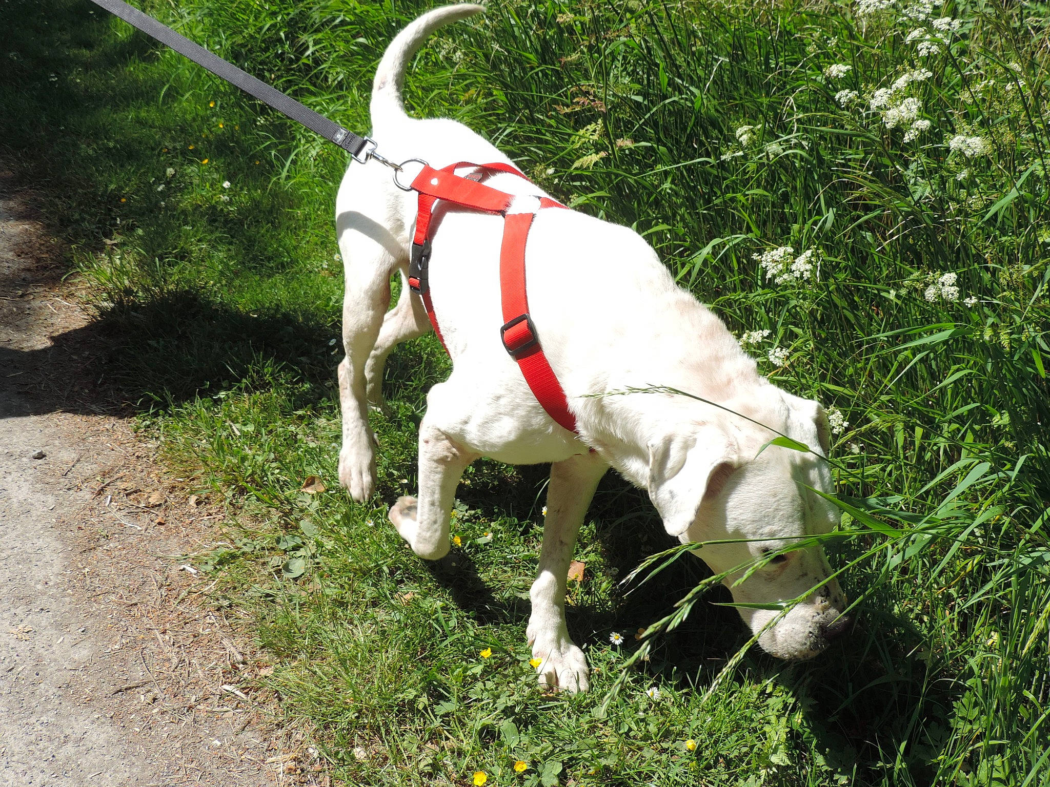 Pako participe au concours pour gagner de l'argent avec cette photo : canidae, carnivore, dog, dog_breed, hunting_dog, leash, mammal, pointer, pointing_breed, sporting_group, tail