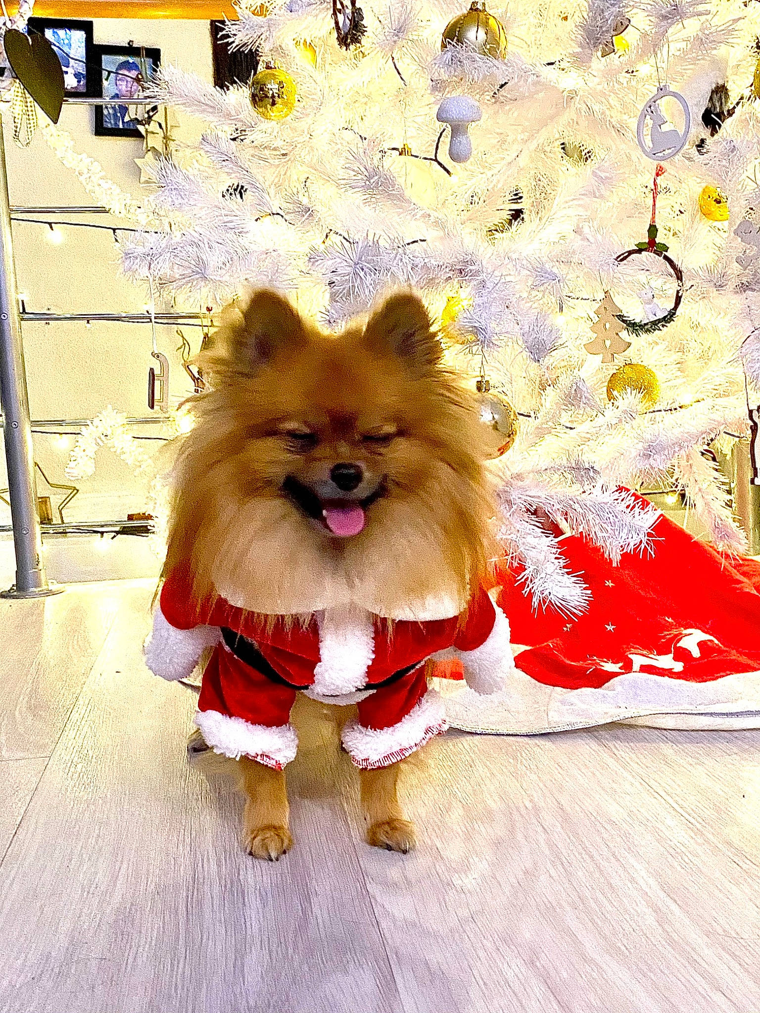 Plume a rejoint le concours — aidez-le/la à gagner de superbes lots ! canidae, carnivore, companion_dog, dog, dog_breed, dog_supply, event, fawn, fur, german_spitz, german_spitz_klein, german_spitz_mittel, pomeranian, snout, spitz, sporting_group, tail, toy_dog, whiskers, working_animal