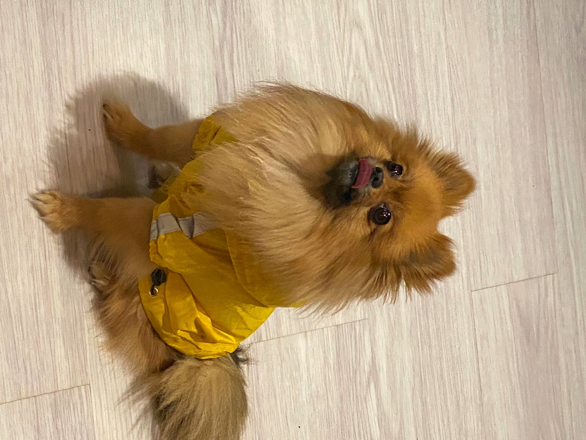 Plume participe au concours pour gagner de l'argent avec cette photo : canidae, carnivore, companion_dog, dog, dog_breed, dog_clothes, dog_supply, fawn, fur, liver, non_sporting_group, paw, pet_supply, puppy, small_terrier, snout, sporting_group, tail, toy_dog, working_animal