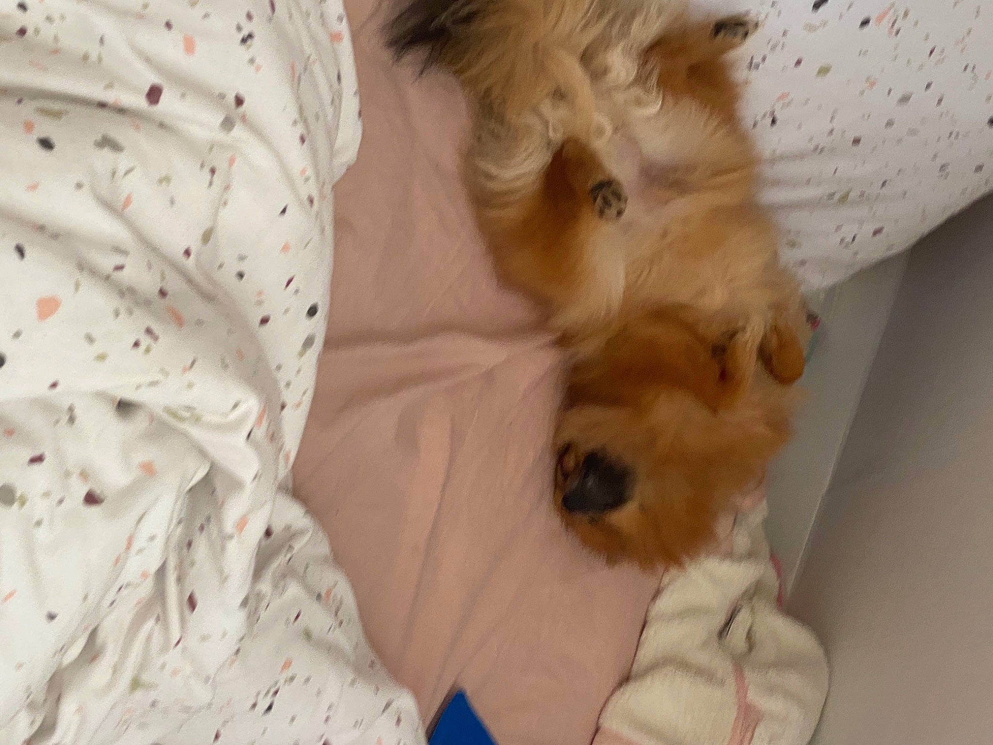 Plume participe au concours pour gagner de l'argent avec cette photo : bed, canidae, carnivore, comfort, companion_dog, dog, dog_breed, dog_supply, duvet, fawn, fur, linens, puppy, puppy_love, small_terrier, snout, sporting_group, terrier, toy_dog, working_animal