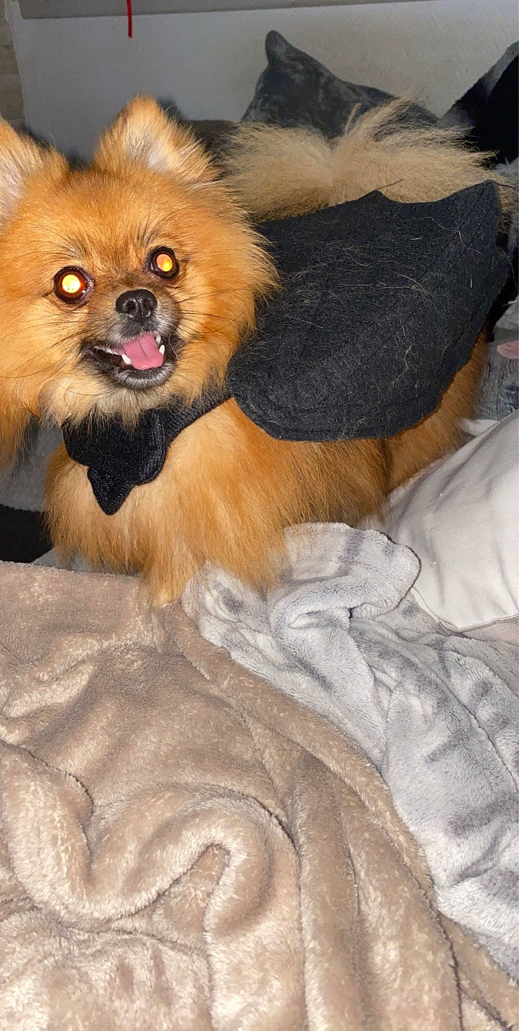 Plume a rejoint le concours — aidez-le/la à gagner de superbes lots ! canidae, carnivore, companion_dog, dog, dog_breed, dog_supply, fawn, fur, german_spitz, german_spitz_klein, liver, paw, pomeranian, snout, spitz, sporting_group, terrestrial_animal, toy_dog, whiskers, working_animal