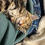 kitten, cat, sleeping, tabby, fur, whiskers, blanket, denim, jeans, fabric, soft, cozy, nap, pet, animal, cute, closeup, indoor, resting, relaxed