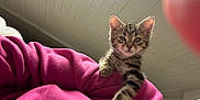 Maurice a rejoint le concours — aidez-le/la à gagner de superbes lots ! kitten, cat, tabby, paw, pink_blanket, indoor, ceiling, curious, pet, feline, young_animal, fur, whiskers, claws, playful, cozy, domestic_animal, animal, soft_texture, candid