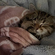 Maurice a rejoint le concours — aidez-le/la à gagner de superbes lots ! kitten, sleeping, blanket, cozy, fur, pet, cute, resting, soft, warm, animal, tabby, whiskers, indoor, snuggled, comfort, closeup, peaceful, young, nap
