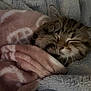 kitten, sleeping, blanket, cozy, fur, pet, cute, resting, soft, warm, animal, tabby, whiskers, indoor, snuggled, comfort, closeup, peaceful, young, nap