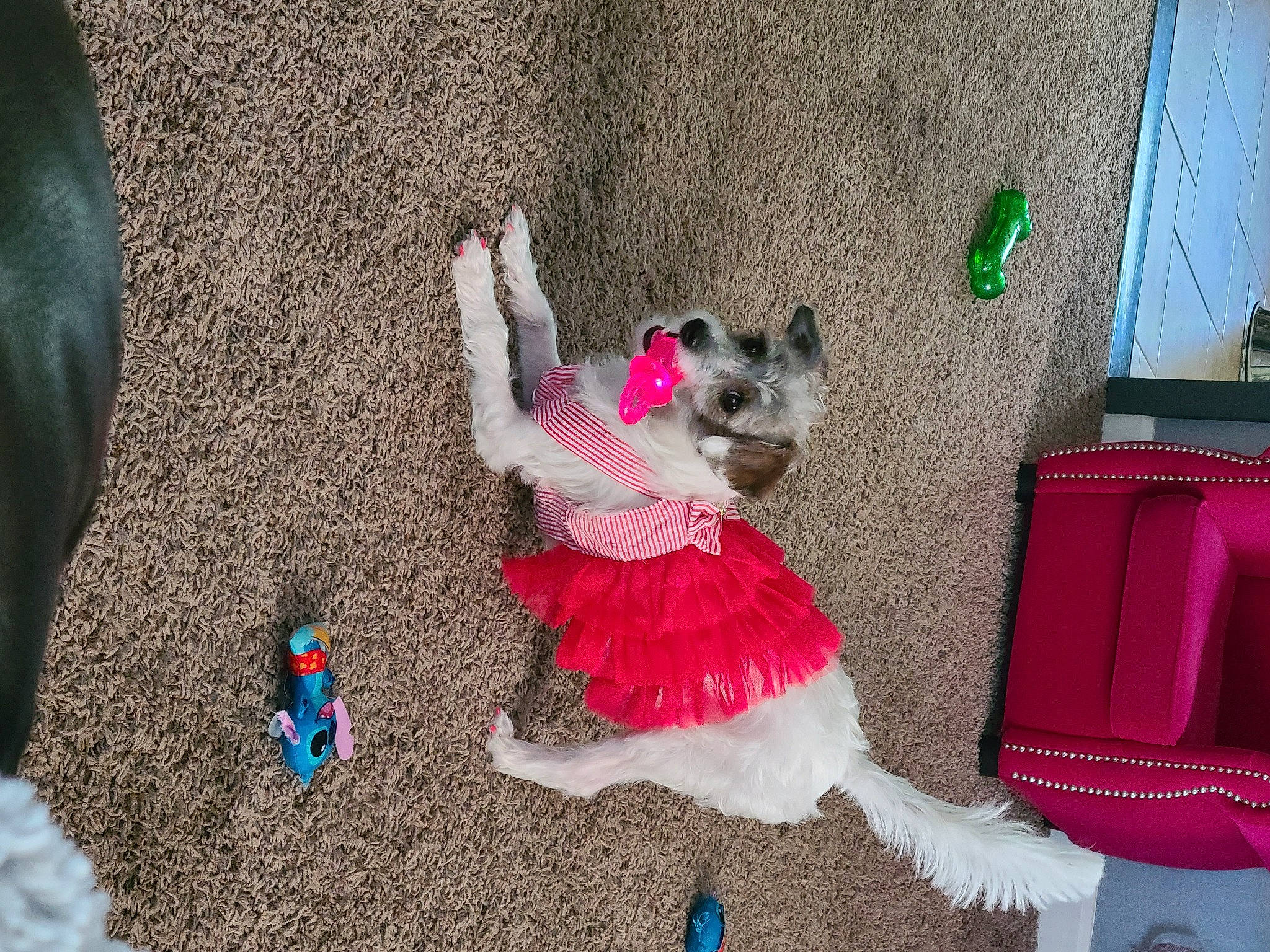 Pebbles joined the competition — help win amazing prizes! ballet_tutu, companion_dog, costume, dog_breed, dog_clothes, dog_supply, fawn, fictional_character, floor, flooring, fun, fur, magenta, pink, play, purple, tail, textile, toy, toy_dog