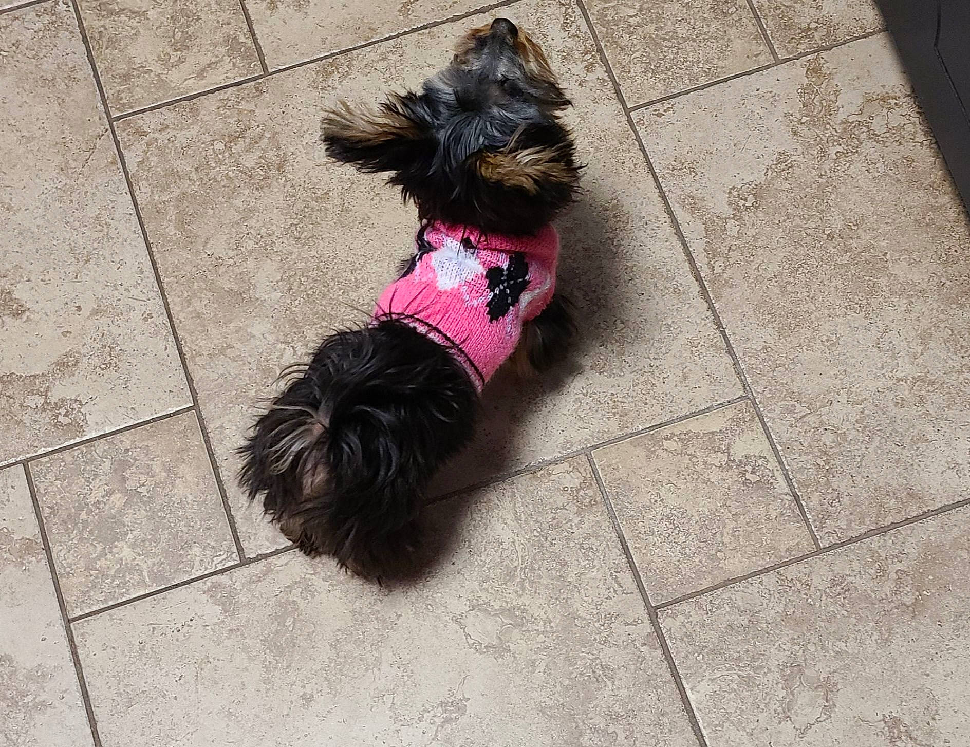 Baxter joined the competition — help win amazing prizes! carnivore, collar, companion_dog, dog, dog_breed, dog_clothes, dog_collar, dog_supply, fashion_accessory, flooring, fur, leash, pet_supply, road_surface, sidewalk, small_terrier, tail, terrier, toy_dog, working_animal