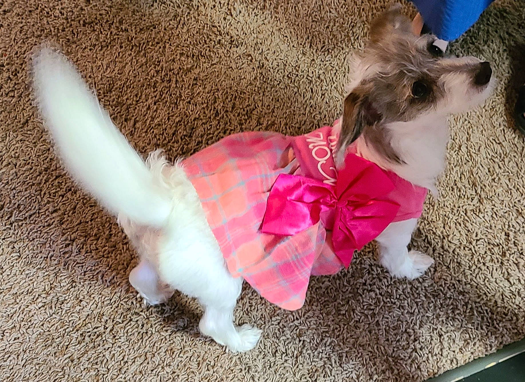 Baxter is registered to the contest to win money with this photo: ballet_tutu, canidae, carnivore, collar, companion_dog, dog, dog_breed, dog_clothes, dog_collar, dog_supply, fawn, fur, leash, paw, pet_supply, snout, sporting_group, tail, toy_dog, working_animal