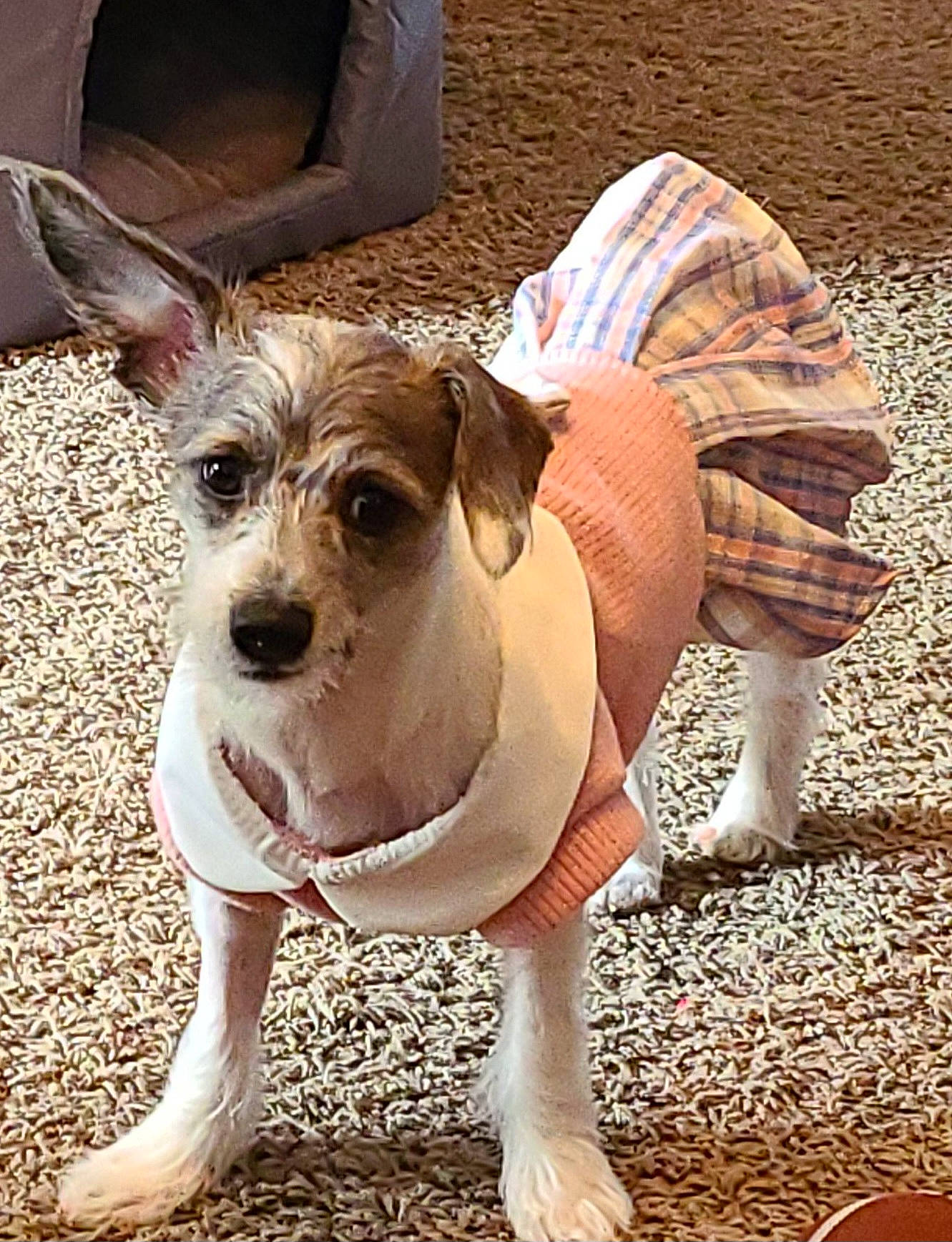 Pebbles is registered to the contest to win money with this photo: boston_terrier, canidae, carnivore, collar, companion_dog, dog, dog_breed, dog_clothes, dog_collar, dog_supply, fawn, fur, paw, pet_supply, puppy, snout, sporting_group, toy_dog, whiskers, working_animal