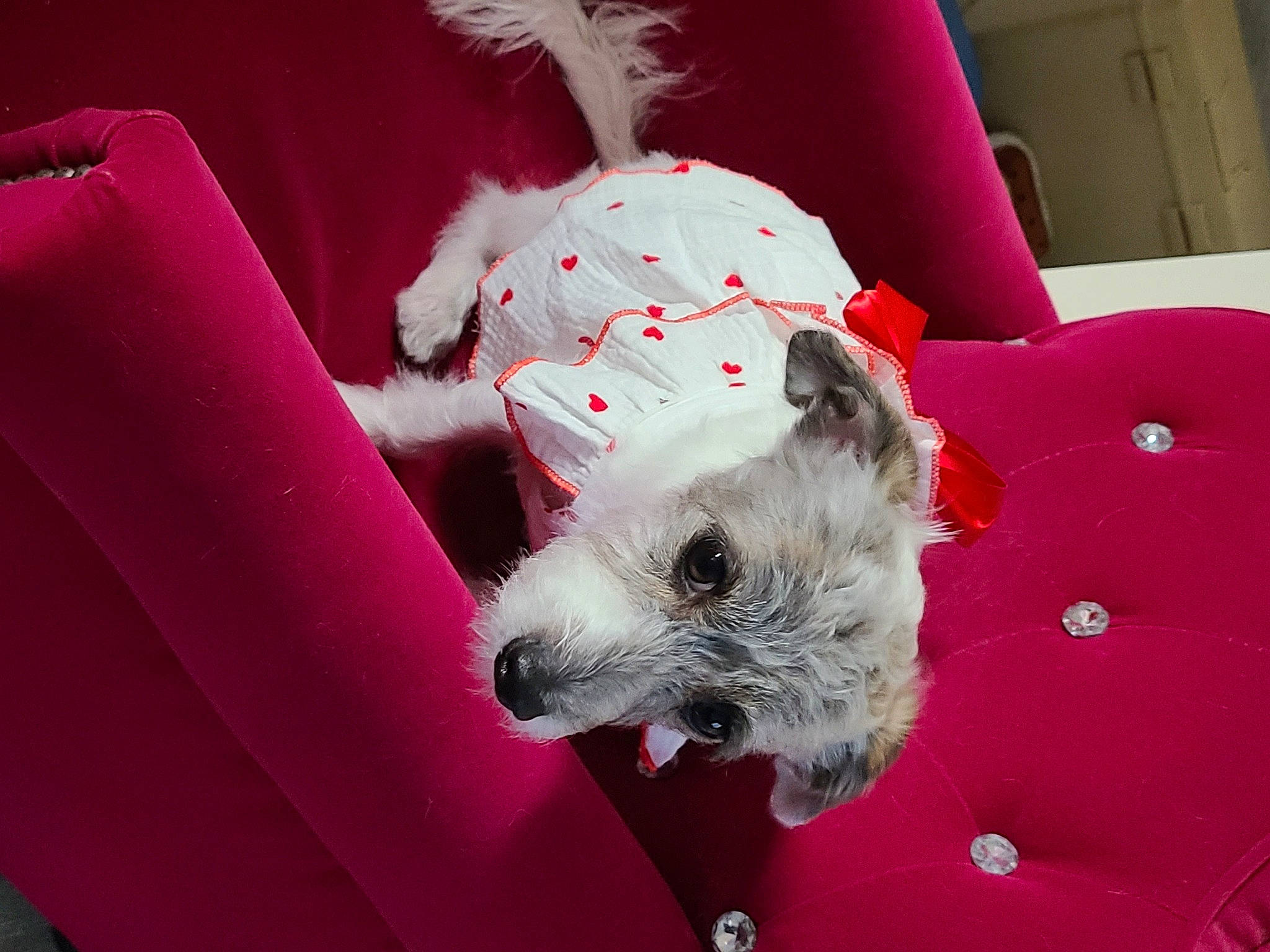 Pebbles joined the competition — help win amazing prizes! carmine, carnivore, collar, comfort, companion_dog, dog, dog_breed, dog_clothes, dog_supply, fur, magenta, non_sporting_group, paw, pet_supply, small_terrier, terrier, throw_pillow, toy_dog, whiskers, working_animal