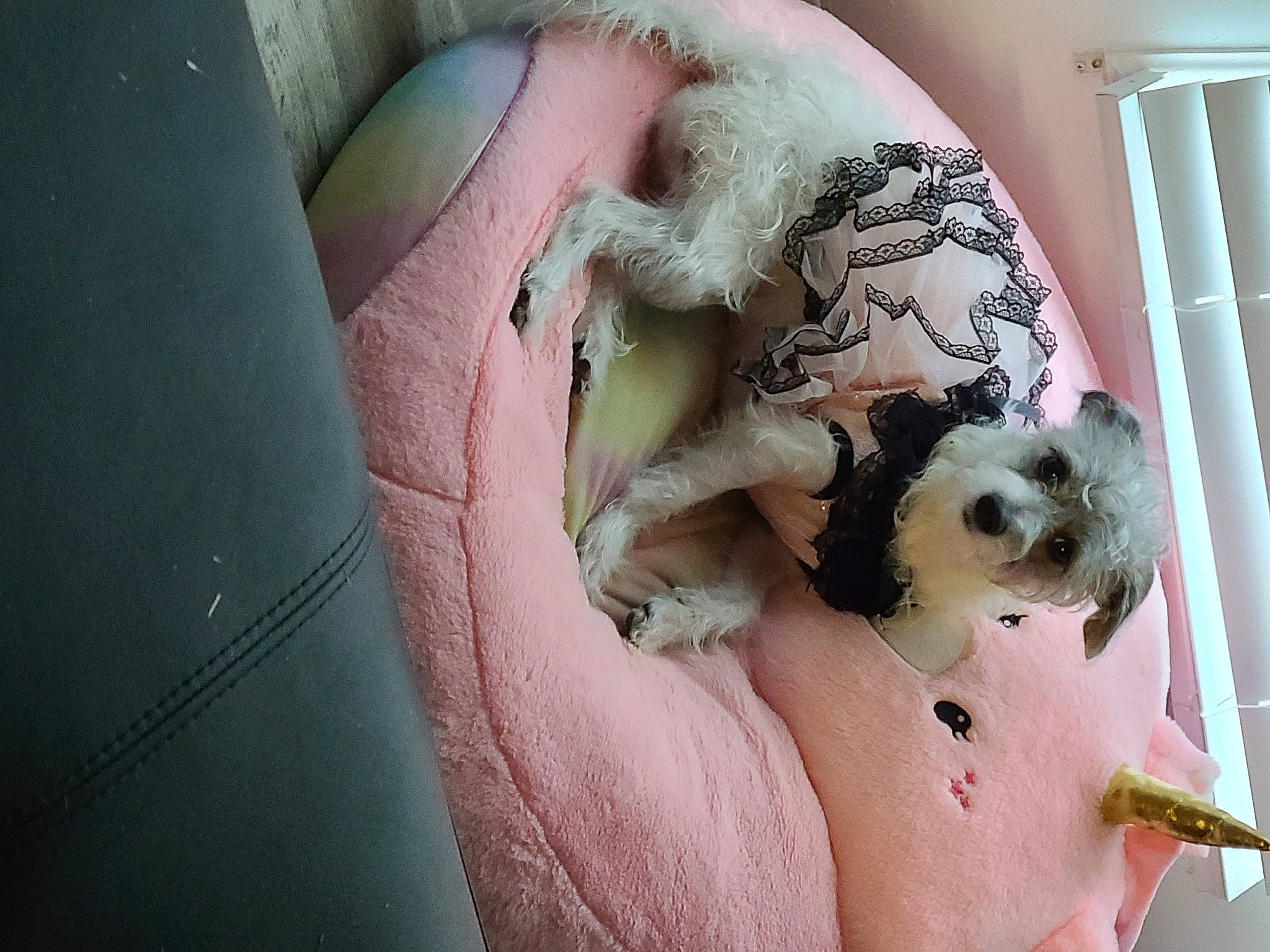 Pebbles joined the competition — help win amazing prizes! carnivore, comfort, companion_dog, dog, dog_breed, dog_supply, eyelash, fawn, felidae, fur, nail, paw, pink, skin, small_to_medium_sized_cats, snout, toy, toy_dog, whiskers, working_animal