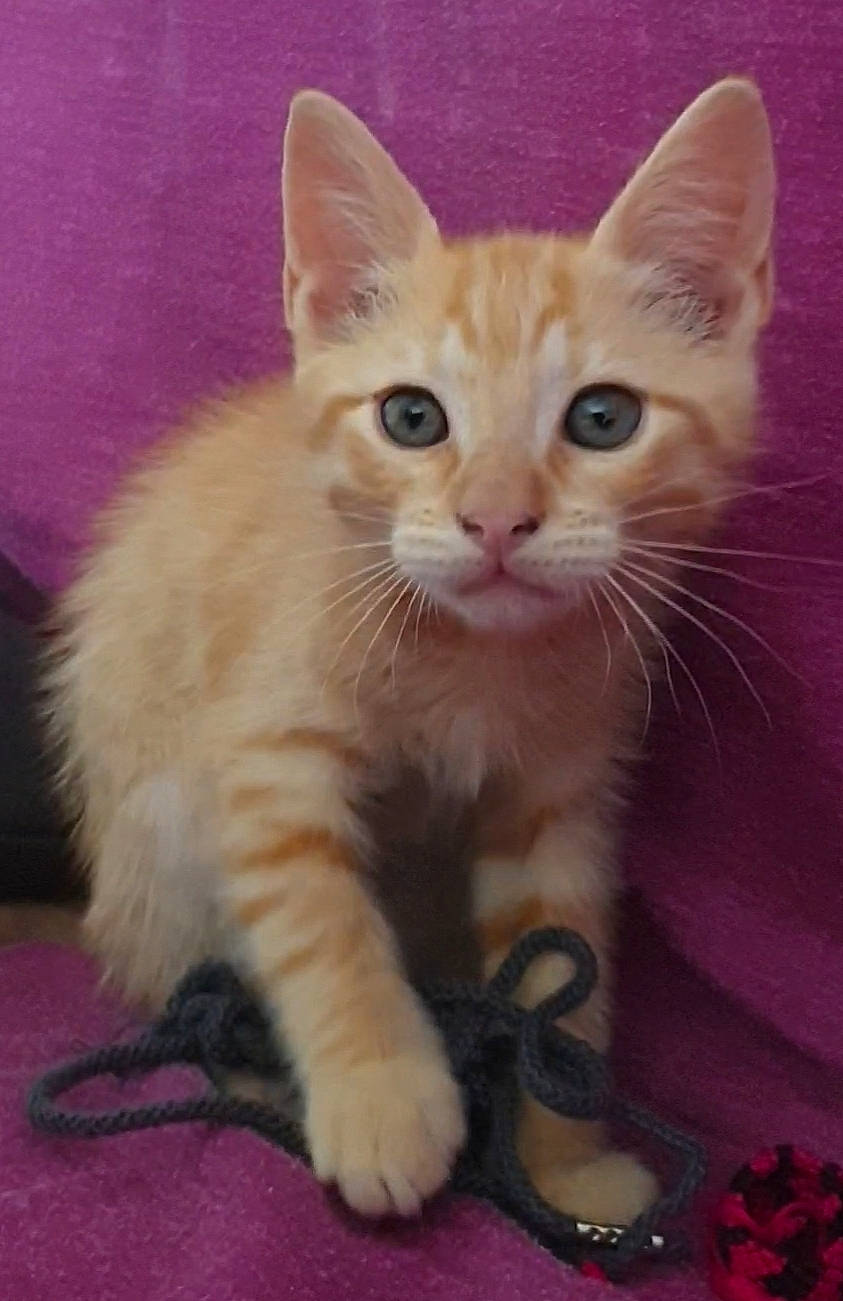 Tigrou a rejoint le concours — aidez-le/la à gagner de superbes lots ! art, carnivore, cat, claw, domestic_short_haired_cat, fawn, felidae, fur, paw, small_to_medium_sized_cats, snout, tail, whiskers, window