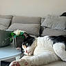 cat, calico_cat, pet, sleeping, relaxed, lying_down, stretched_paw, paw_pads, whiskers, green_eyes, pink_nose, black_and_white_fur, indoor, living_room, chair, cushions, pillows, houseplant, cozy, close_up